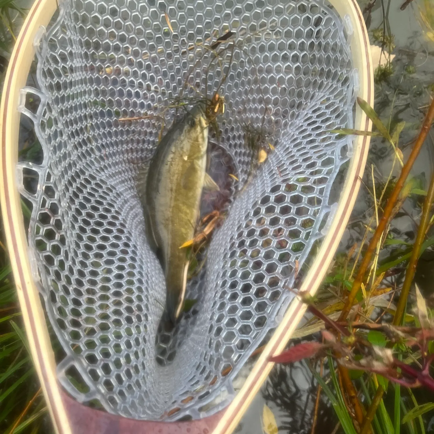Smallmouth bass caught on Fishbrain