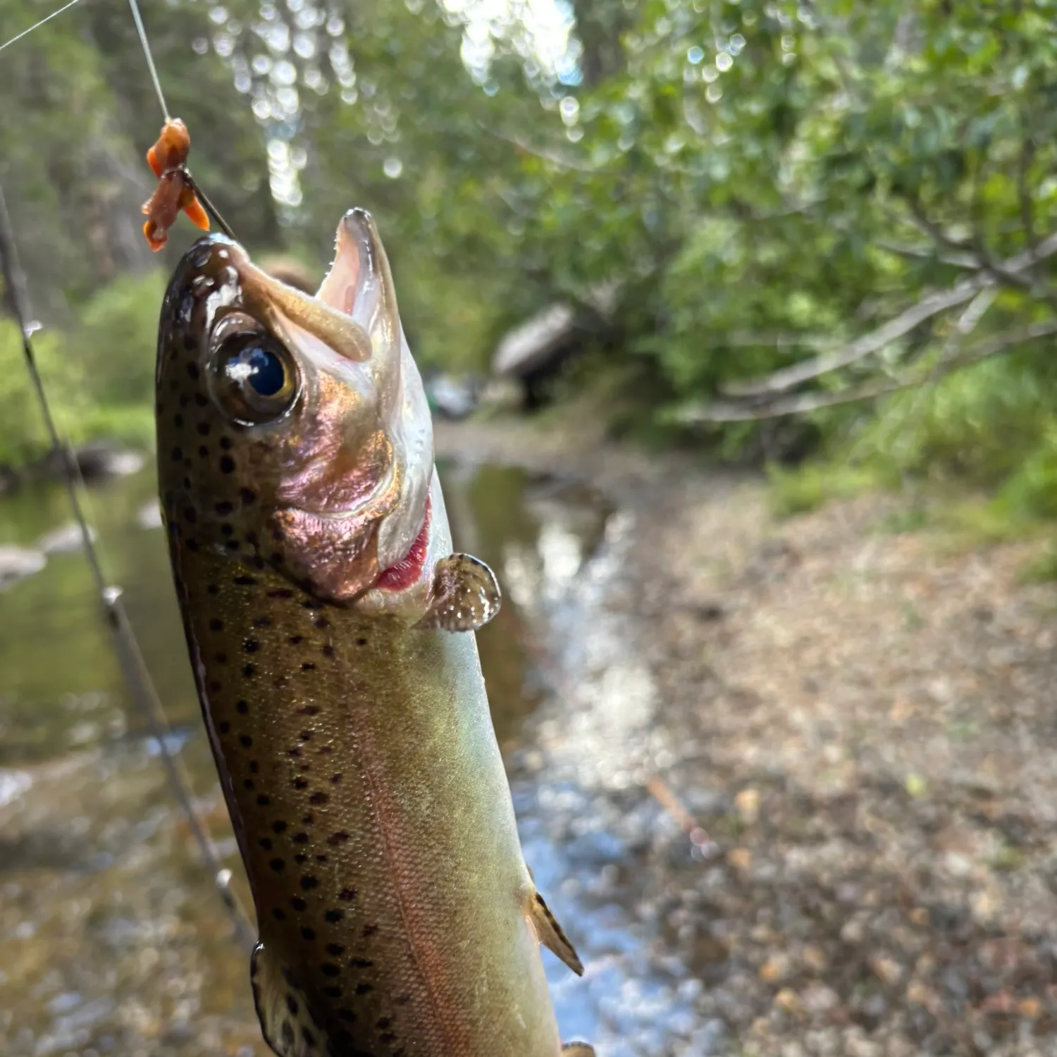 Rainbow trout caught on Fishbrain
