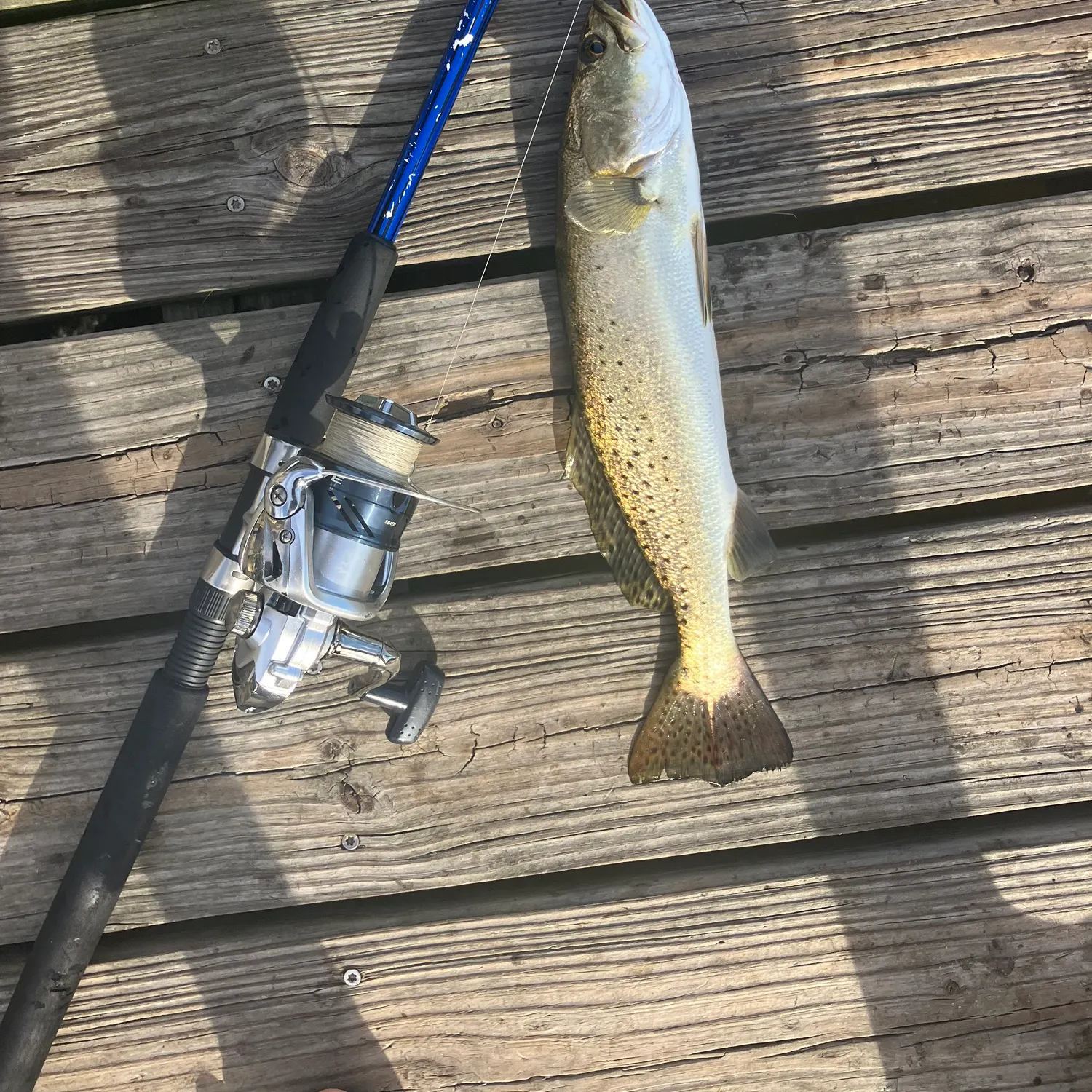 Spotted seatrout caught on Fishbrain