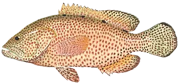 Graysby grouper