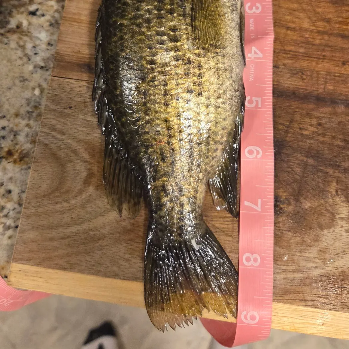 recently logged catches