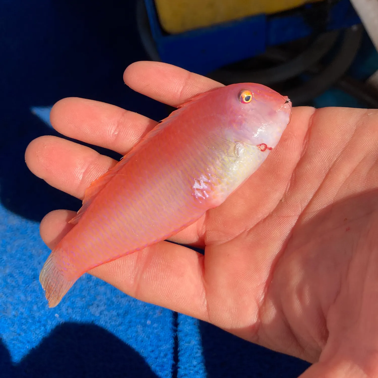 The most recent Pearly razorfish catches on Fishbrain