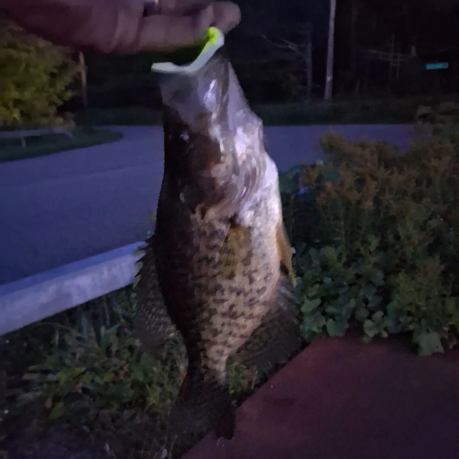 The most recent Black crappie catches on Fishbrain
