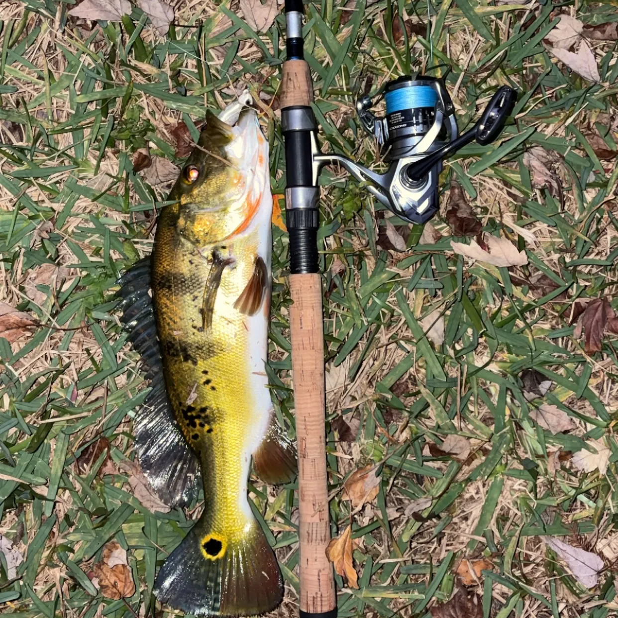 The most recent Butterfly peacock bass catches on Fishbrain