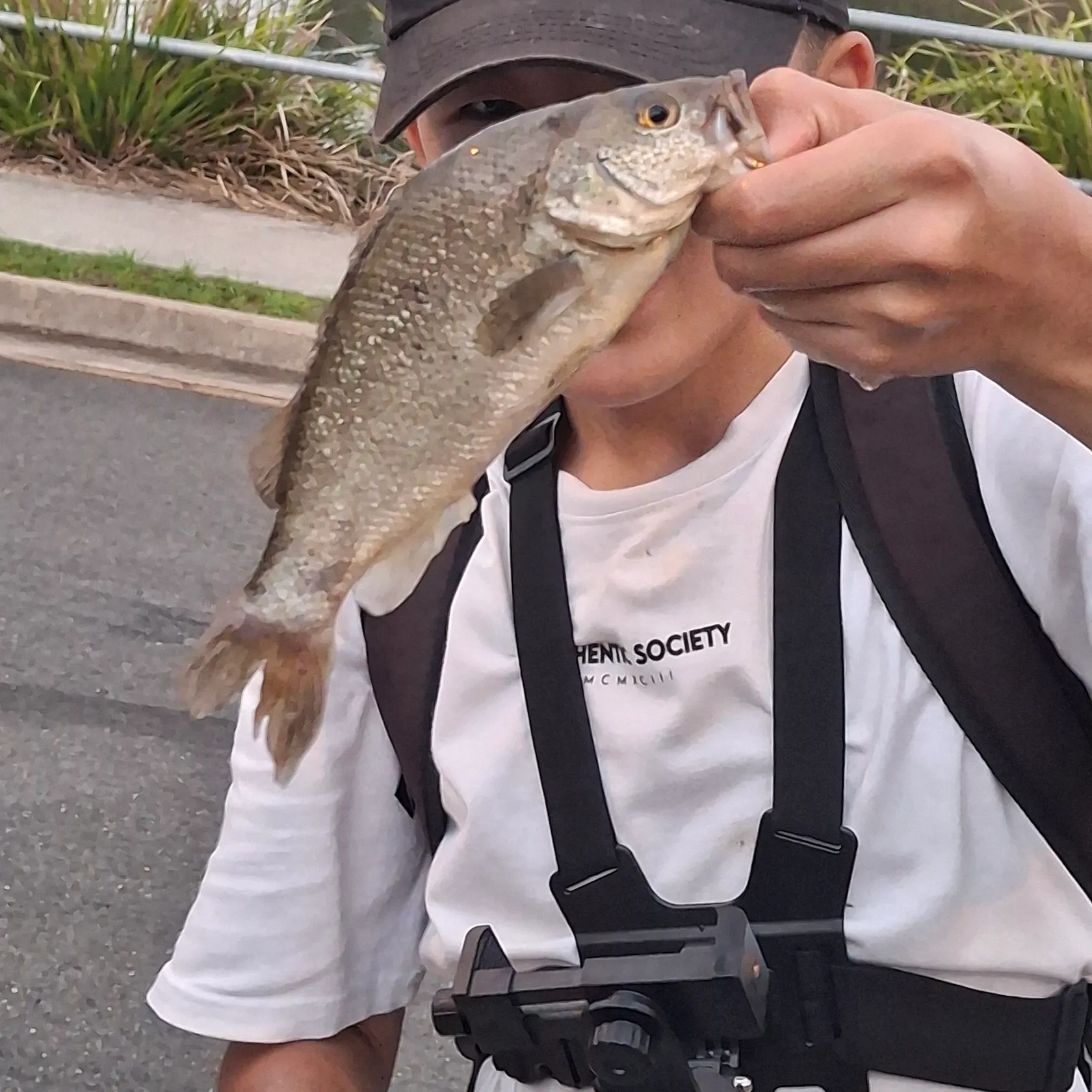 The most recent Spangled perch catches on Fishbrain