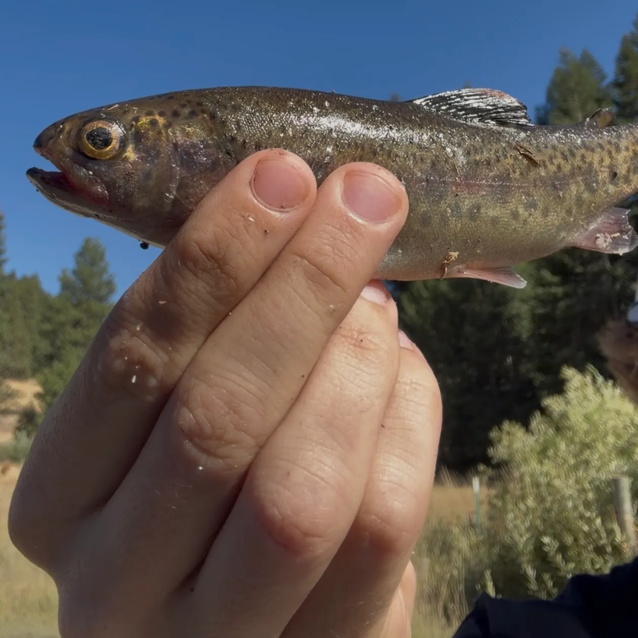 Rainbow trout caught on Fishbrain