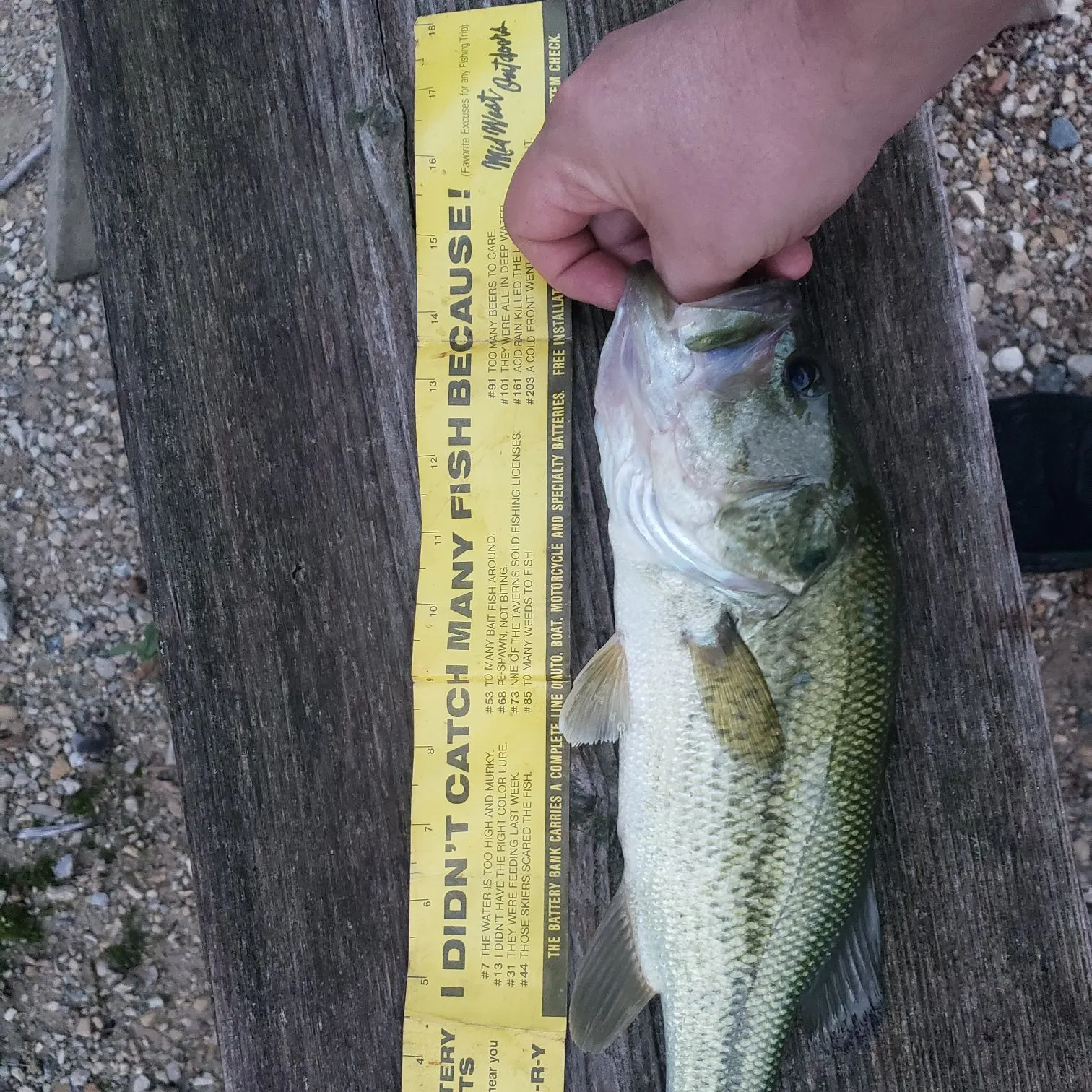 Largemouth bass caught on Fishbrain