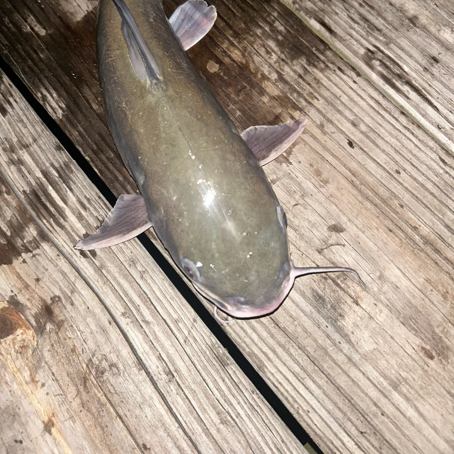 The most recent Hardhead sea catfish catches on Fishbrain