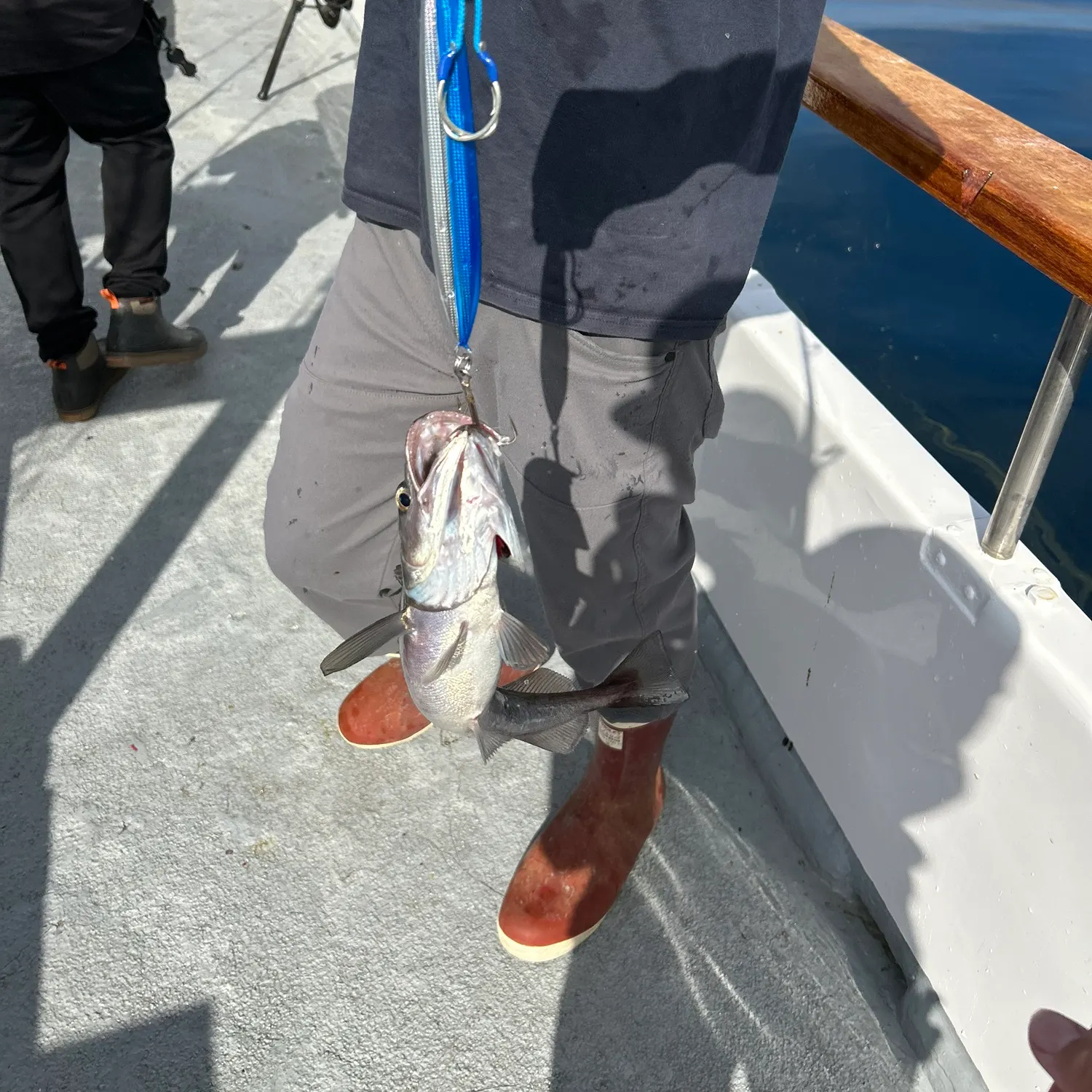 The most recent Silver hake catches on Fishbrain