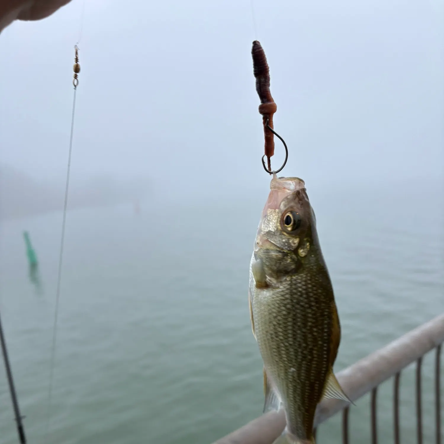 White perch caught on Fishbrain