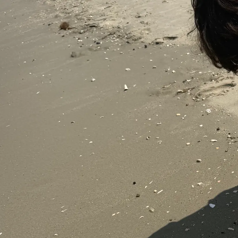 The most recent Atlantic horseshoe crab catches on Fishbrain