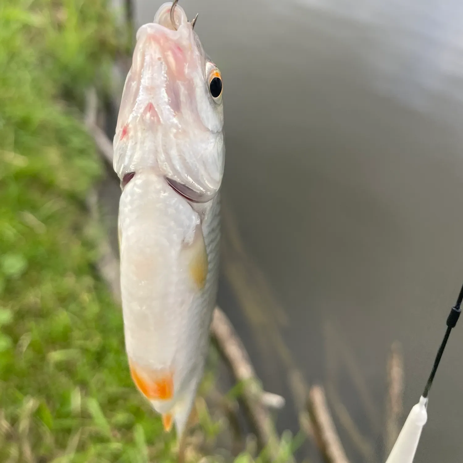 Fish caught on Fishbrain