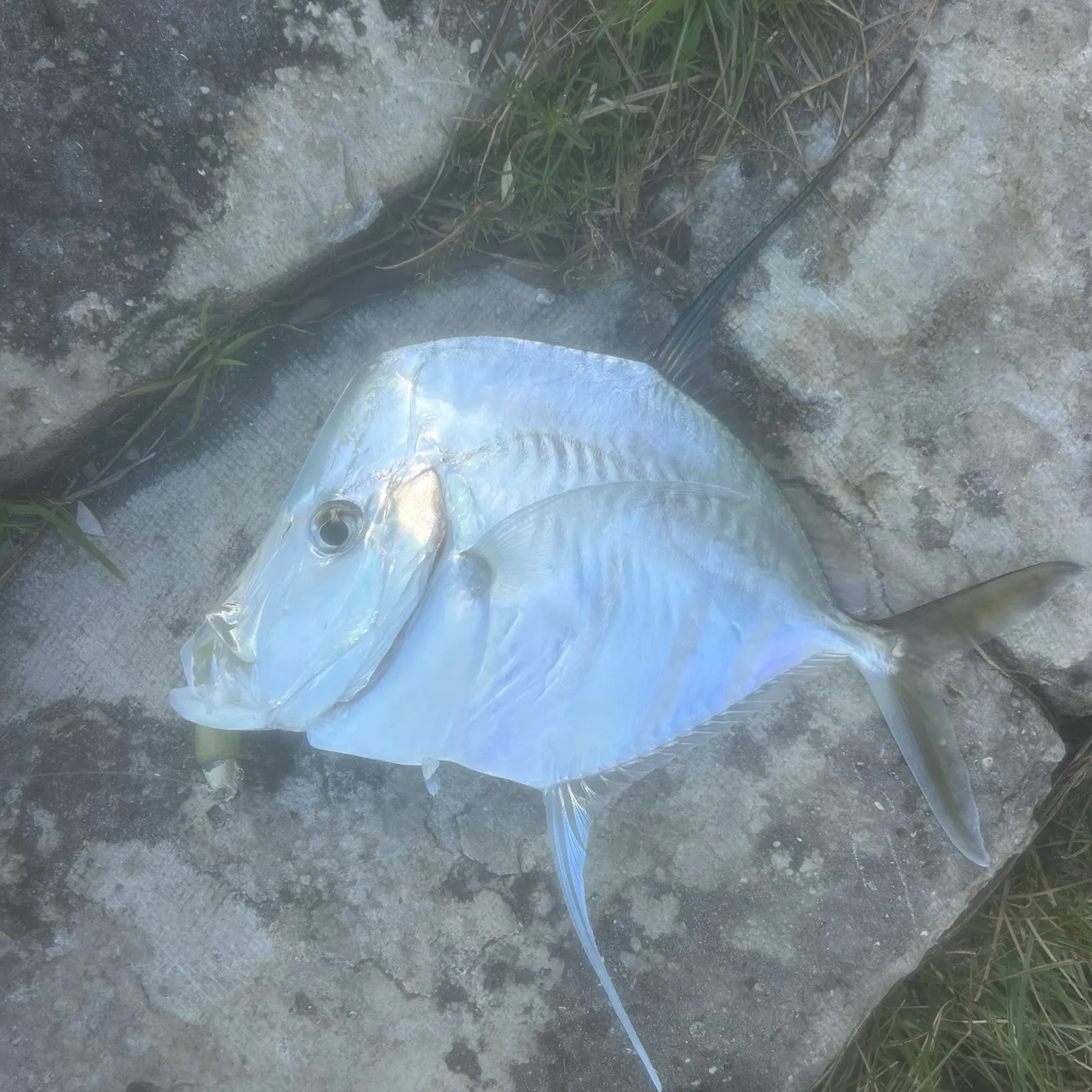 The most recent Lookdown catches on Fishbrain