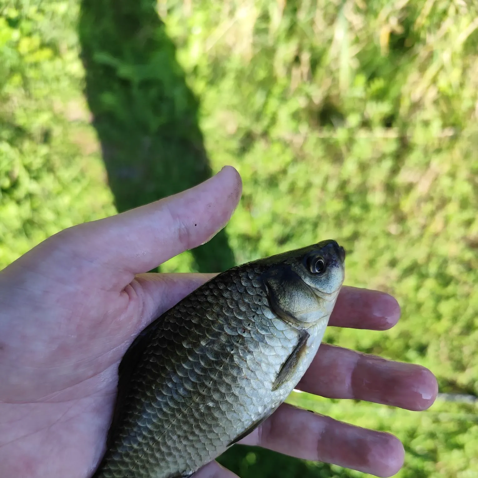 Crucian carp caught on Fishbrain