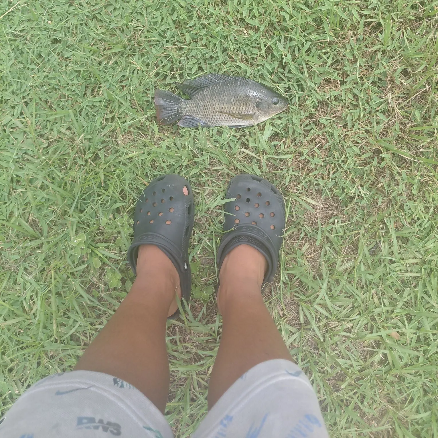 Nile tilapia caught on Fishbrain