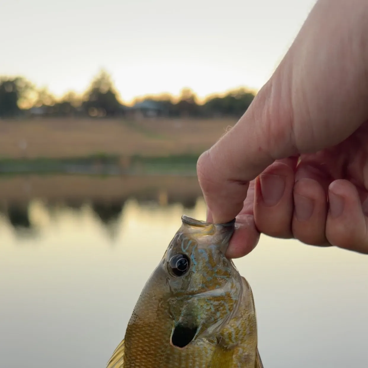 The most recent Plains longear x green sunfish catches on Fishbrain
