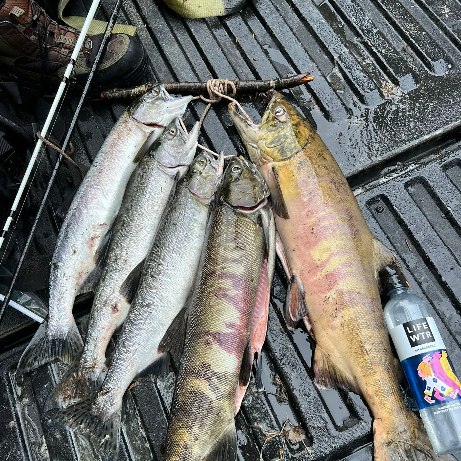 recently logged catches