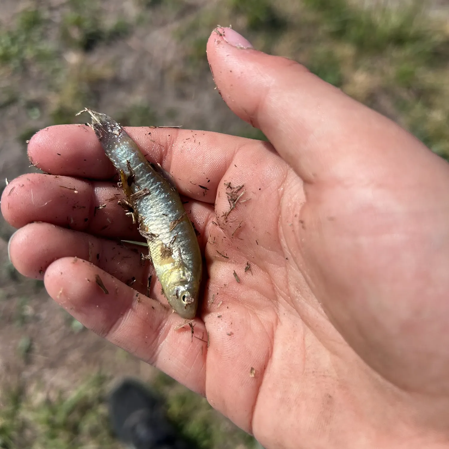 The most recent Olympic mudminnow catches on Fishbrain