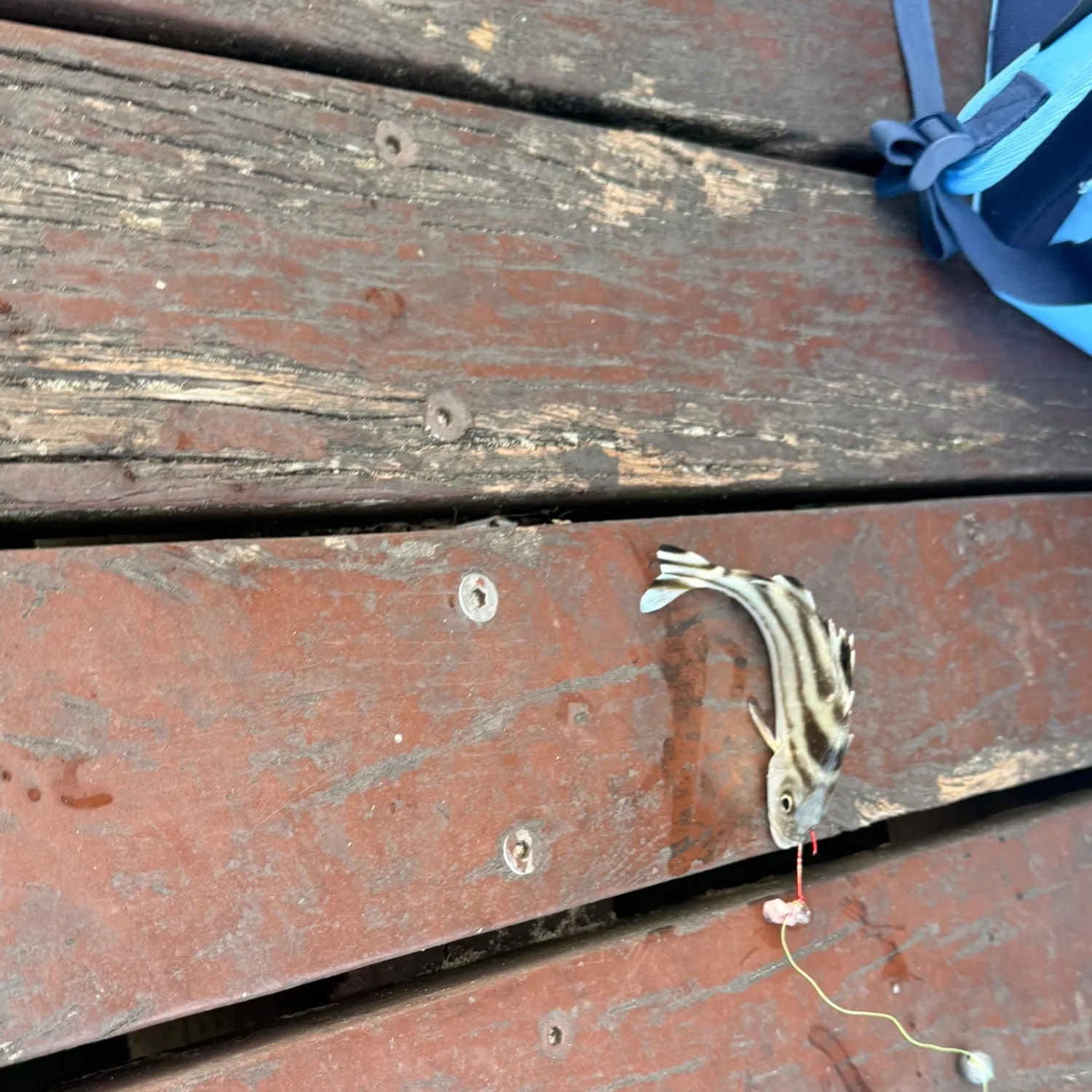 The most recent Jarbua terapon catches on Fishbrain