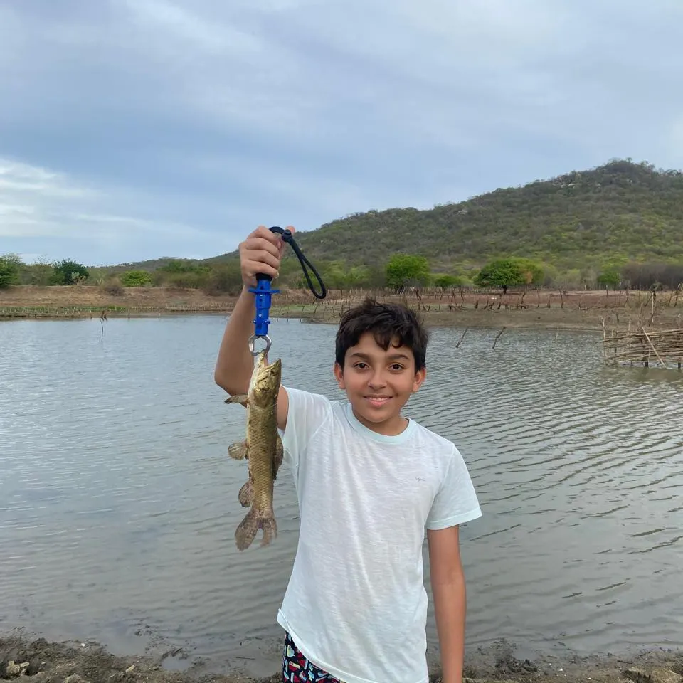 The most recent Trahira catches on Fishbrain