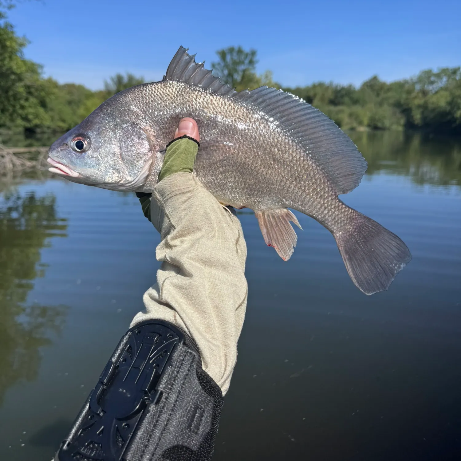 Freshwater drum caught on Fishbrain