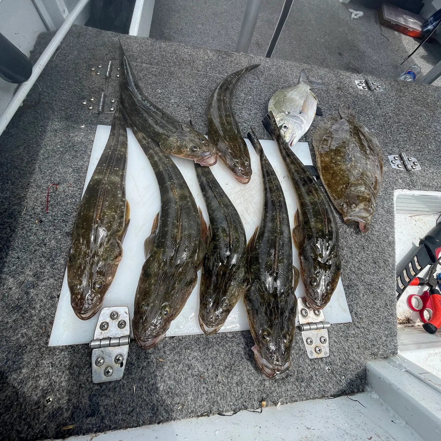 recently logged catches