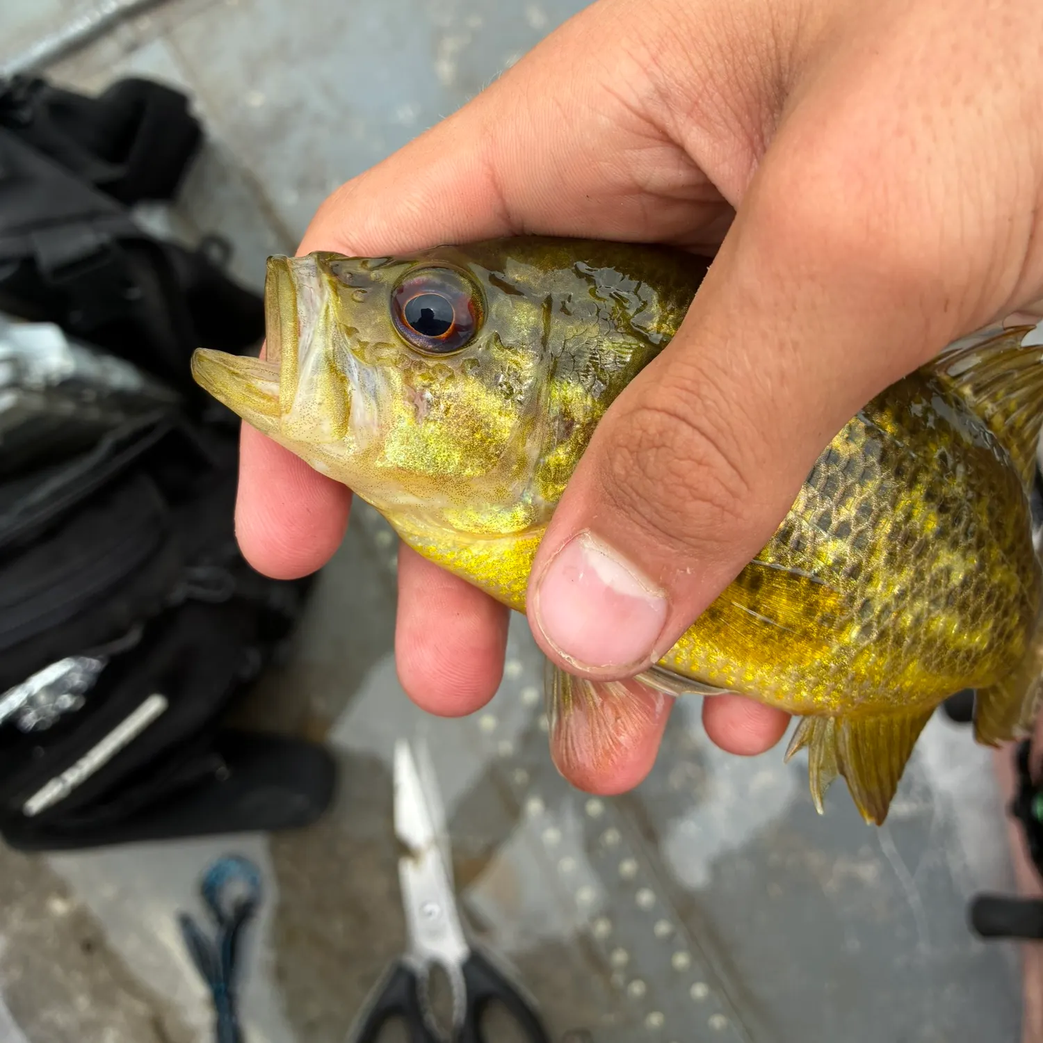 The most recent Warmouth catches on Fishbrain