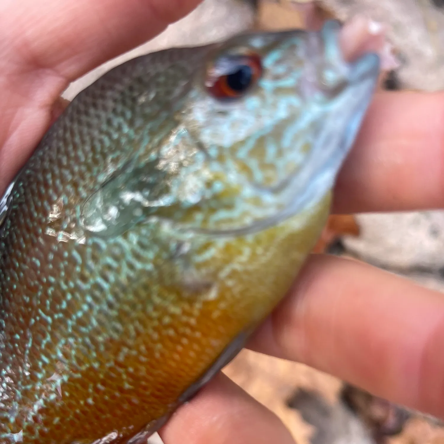 The most recent Longear sunfish catches on Fishbrain