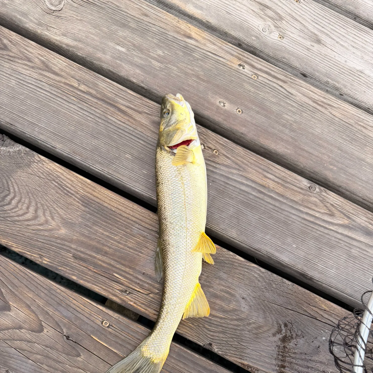 Northern pikeminnow caught on Fishbrain