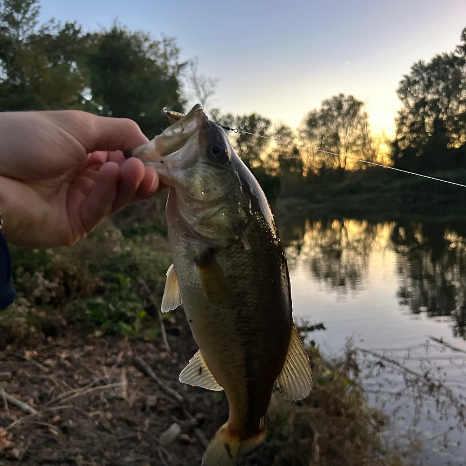 Largemouth bass caught on Fishbrain