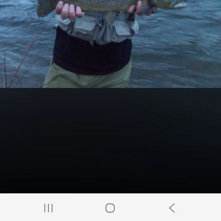 Brown trout caught on Fishbrain