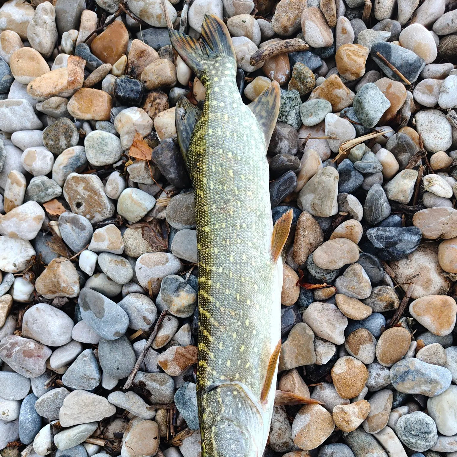 Northern pike caught on Fishbrain