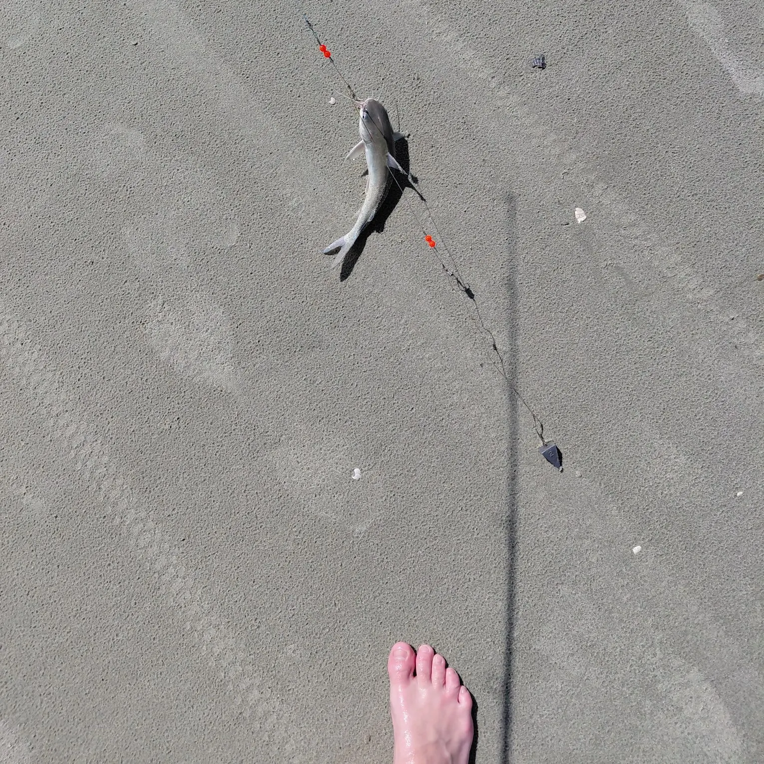 Hardhead sea catfish caught on Fishbrain