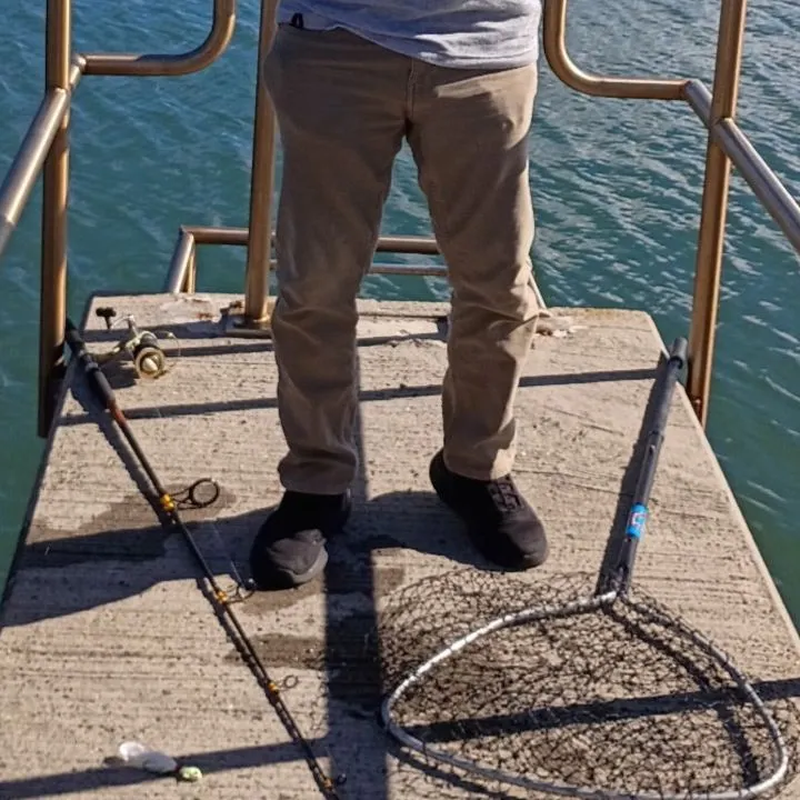 Striped bass caught on Fishbrain