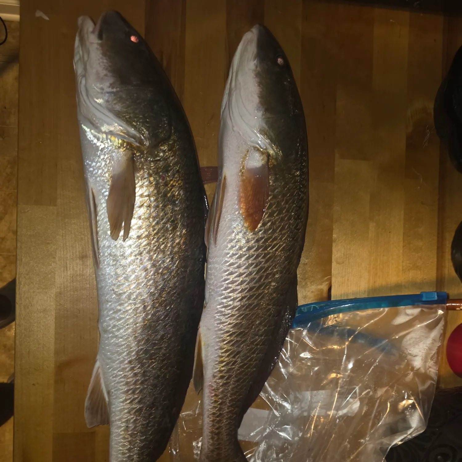 Red drum caught on Fishbrain