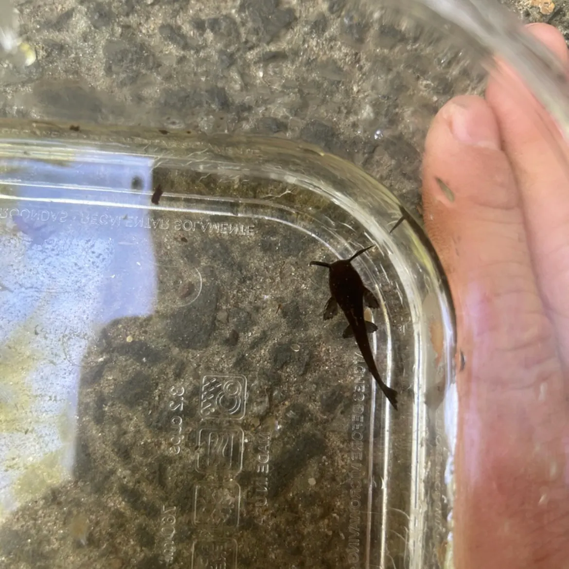 Yellow bullhead caught on Fishbrain