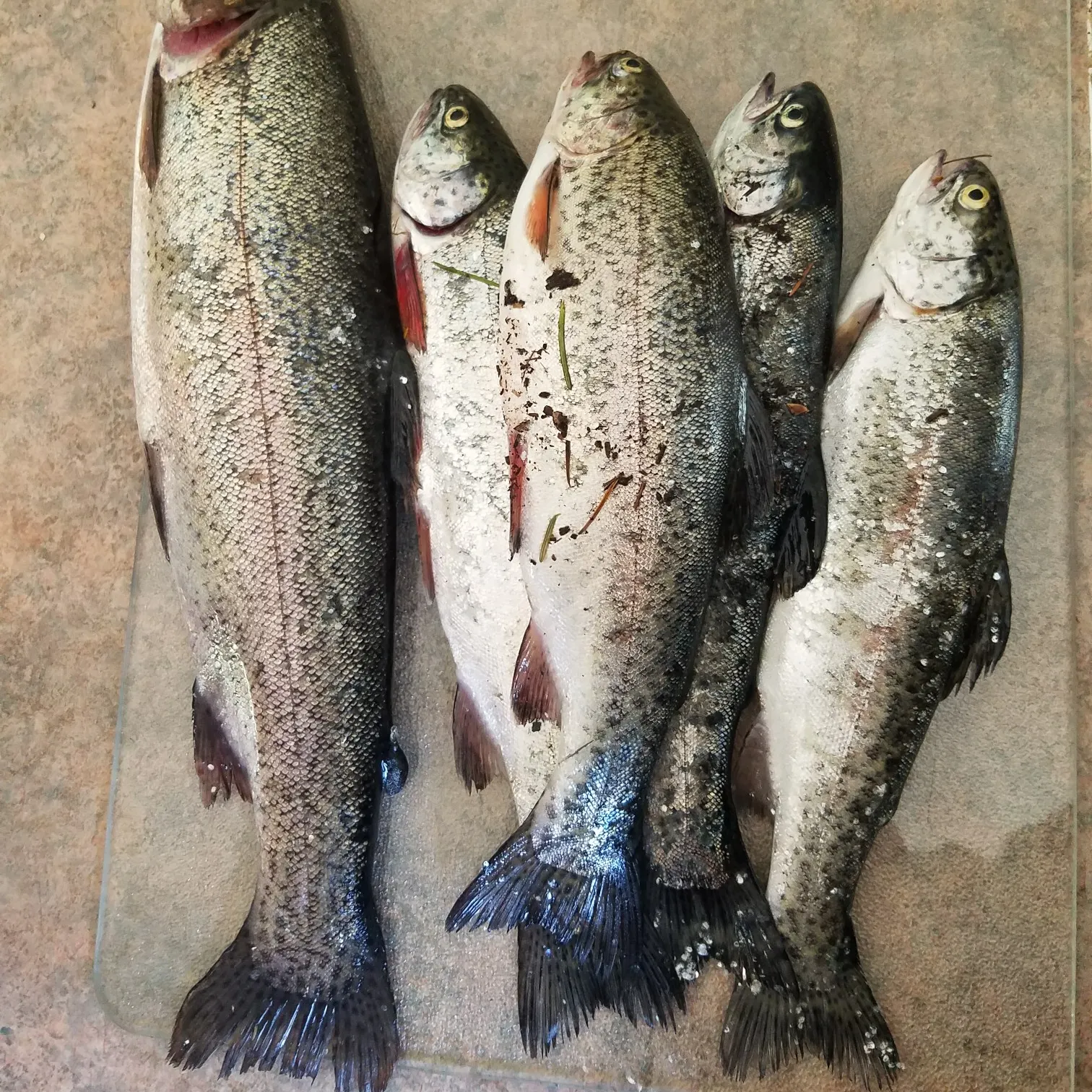 recently logged catches