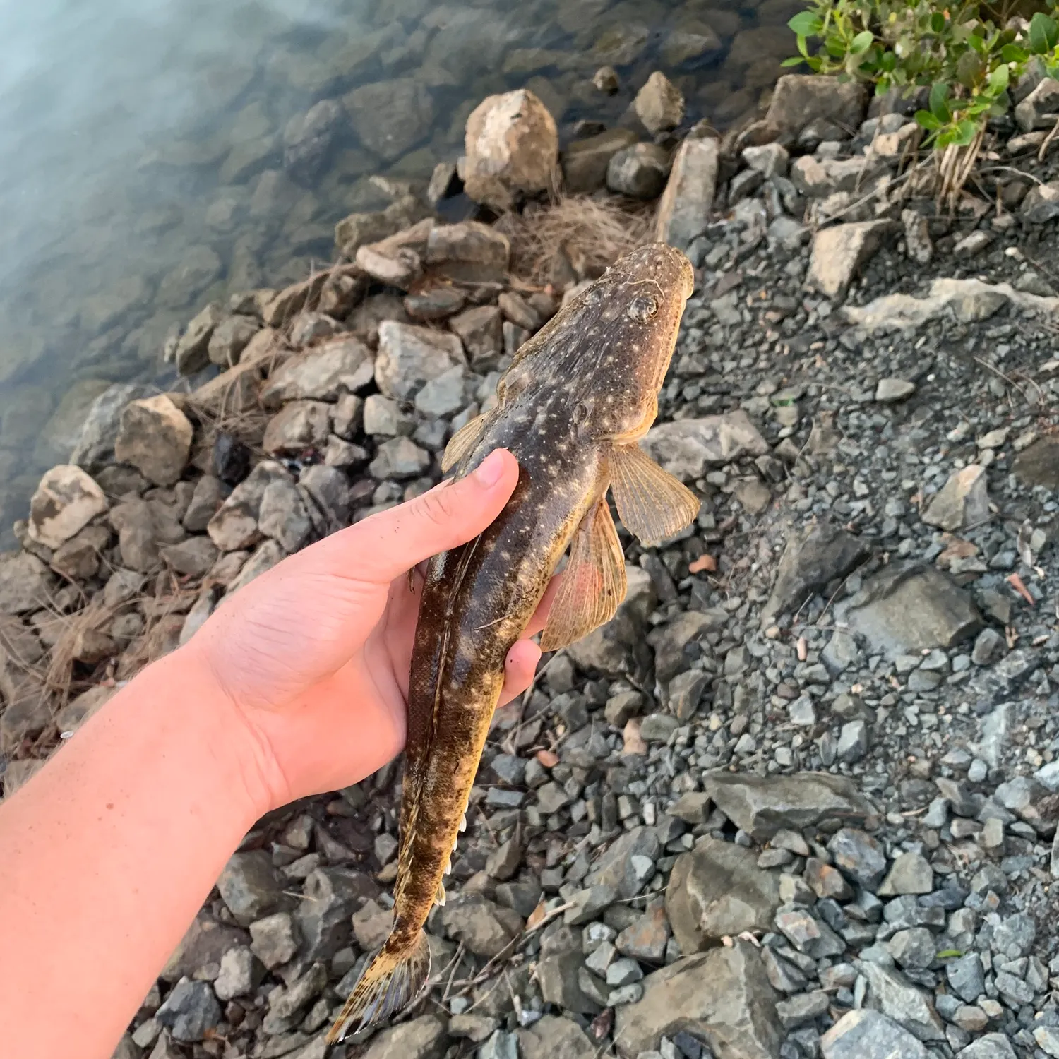 Dusky flathead caught on Fishbrain
