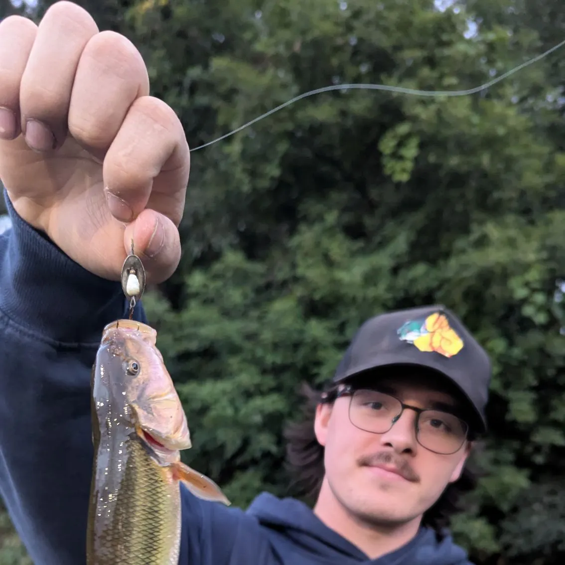 Creek chub caught on Fishbrain