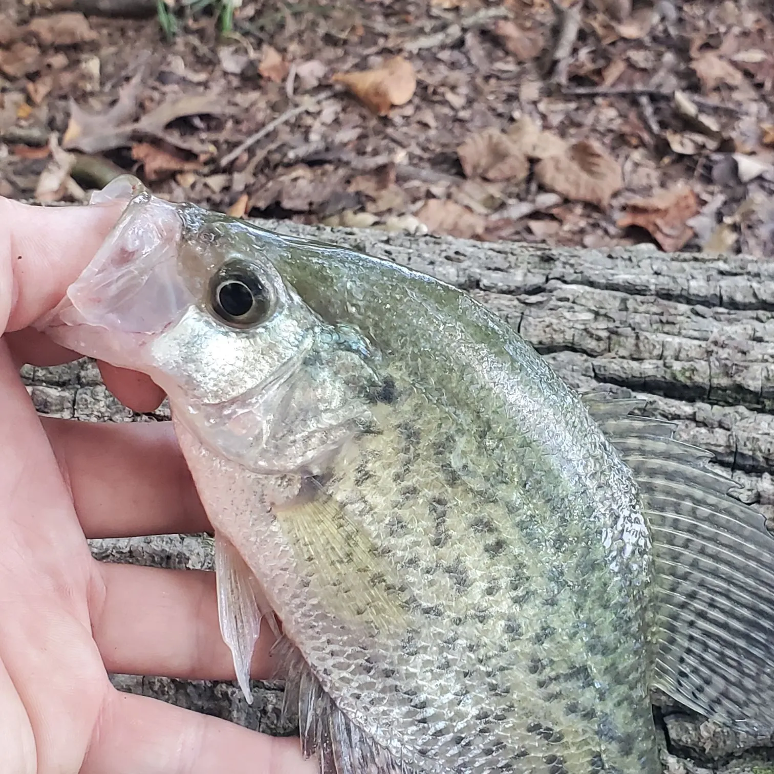 Black crappie caught on Fishbrain