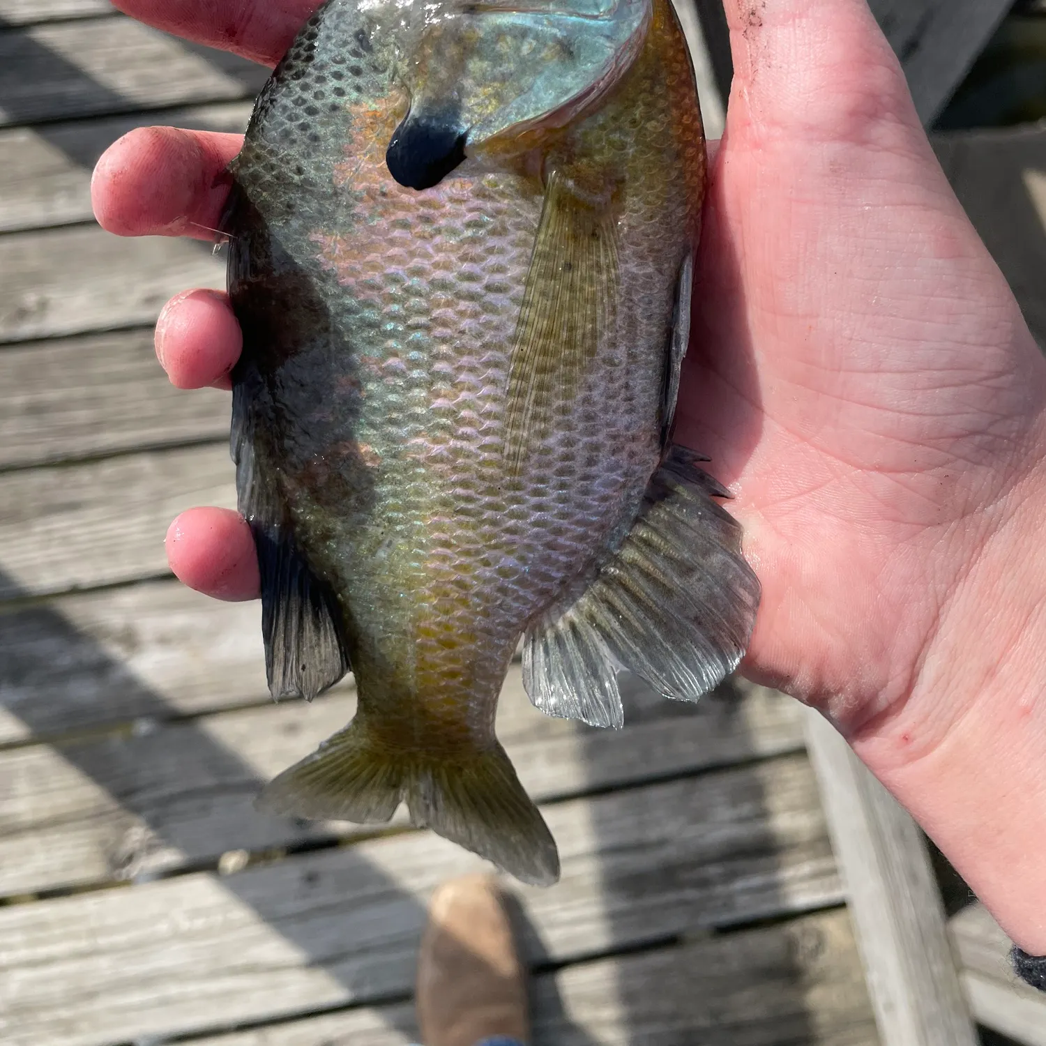 catch