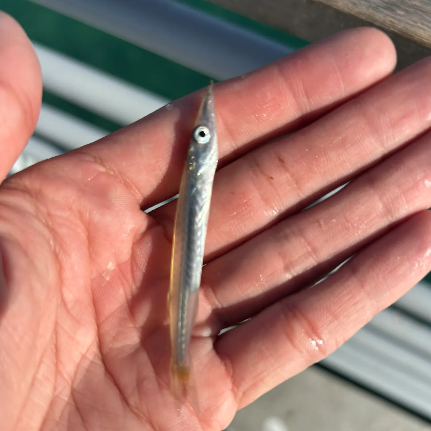 Pacific barracuda caught on Fishbrain