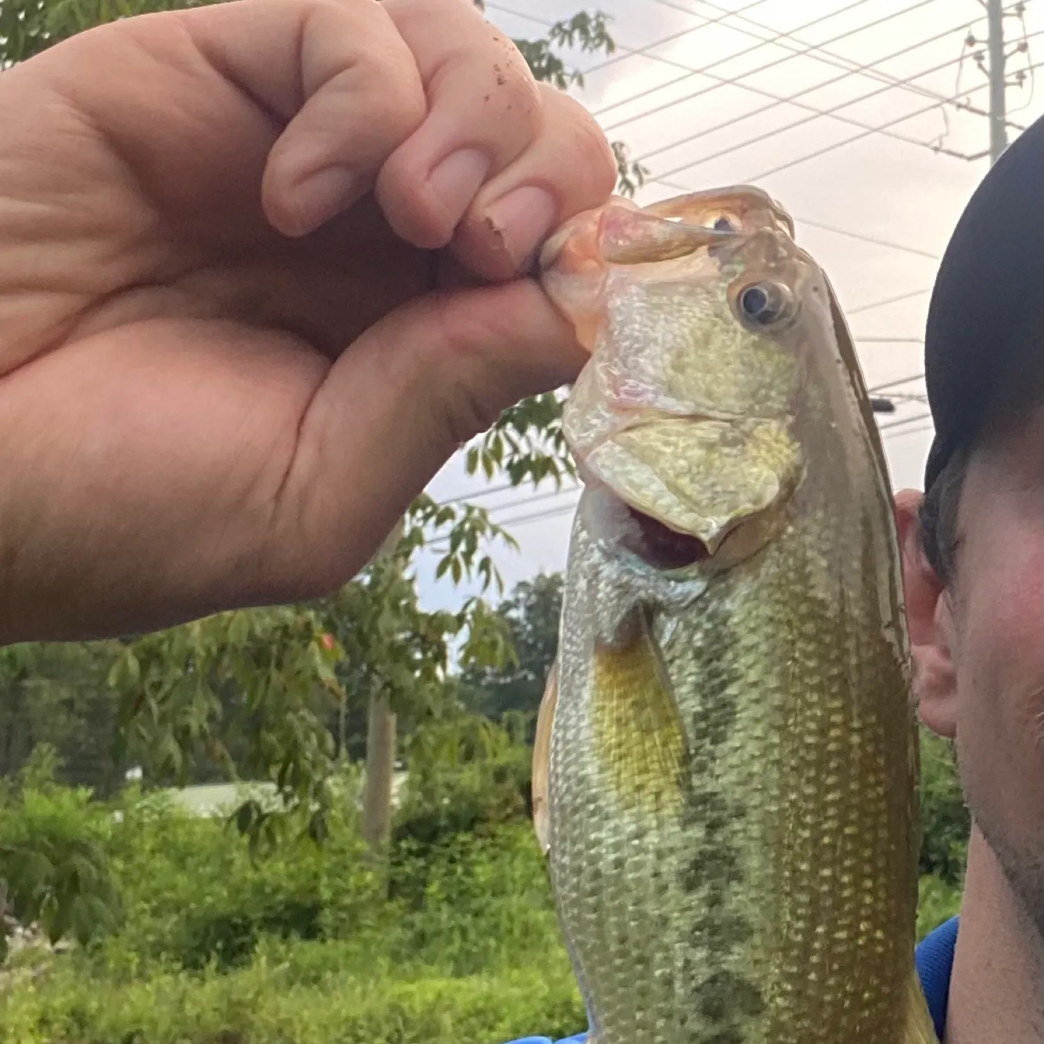 Spotted bass caught on Fishbrain