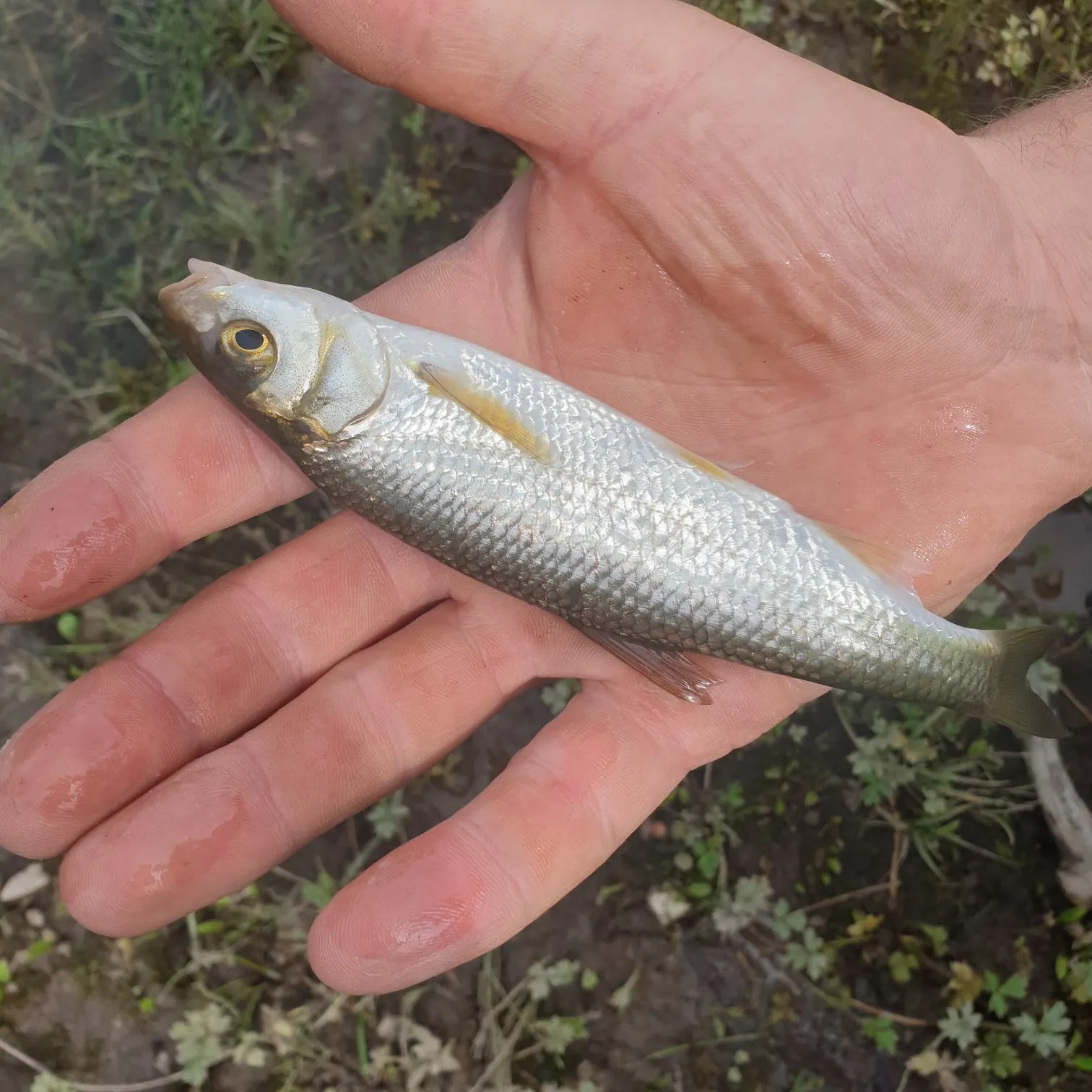 Common roach caught on Fishbrain