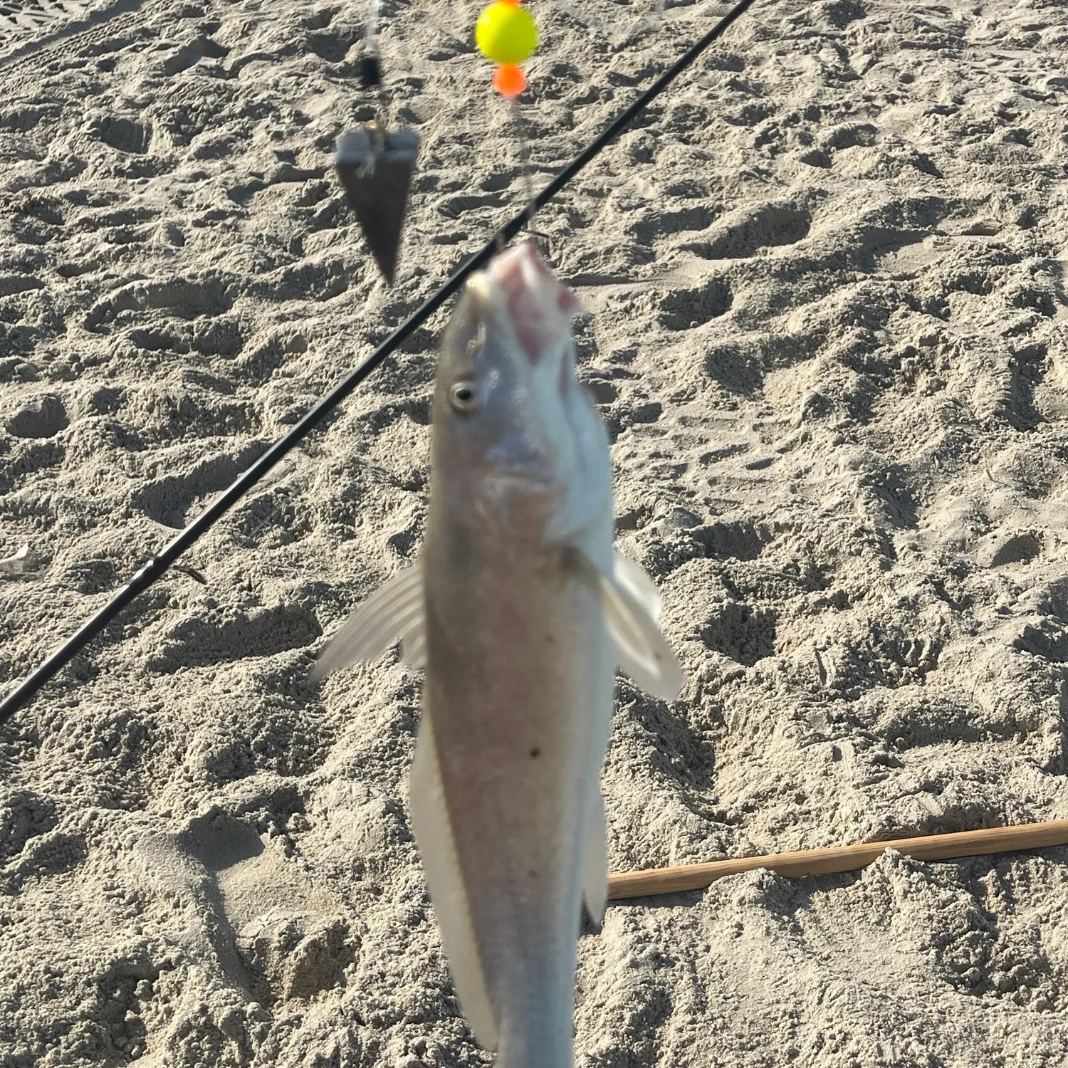Northern kingcroaker caught on Fishbrain
