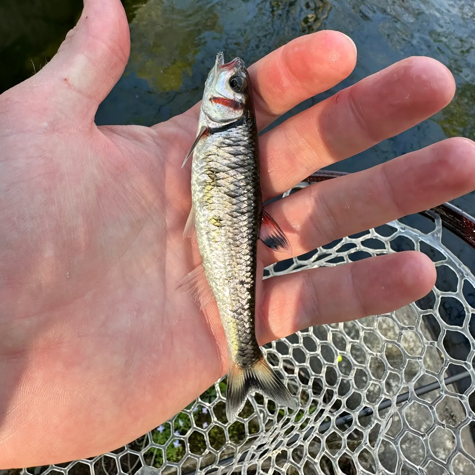 The most recent Warpaint shiner catches on Fishbrain