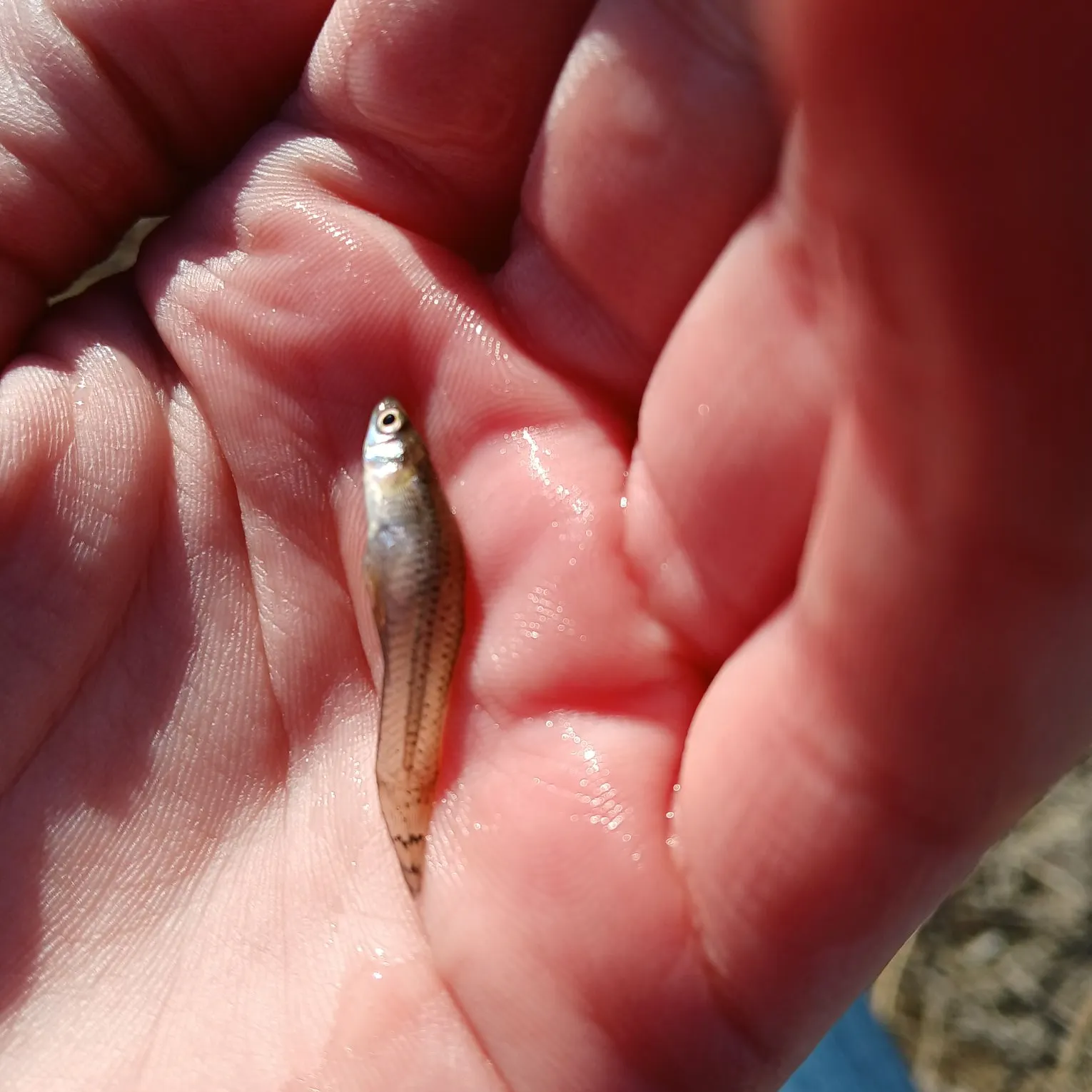 The most popular recent Western mosquitofish catch on Fishbrain