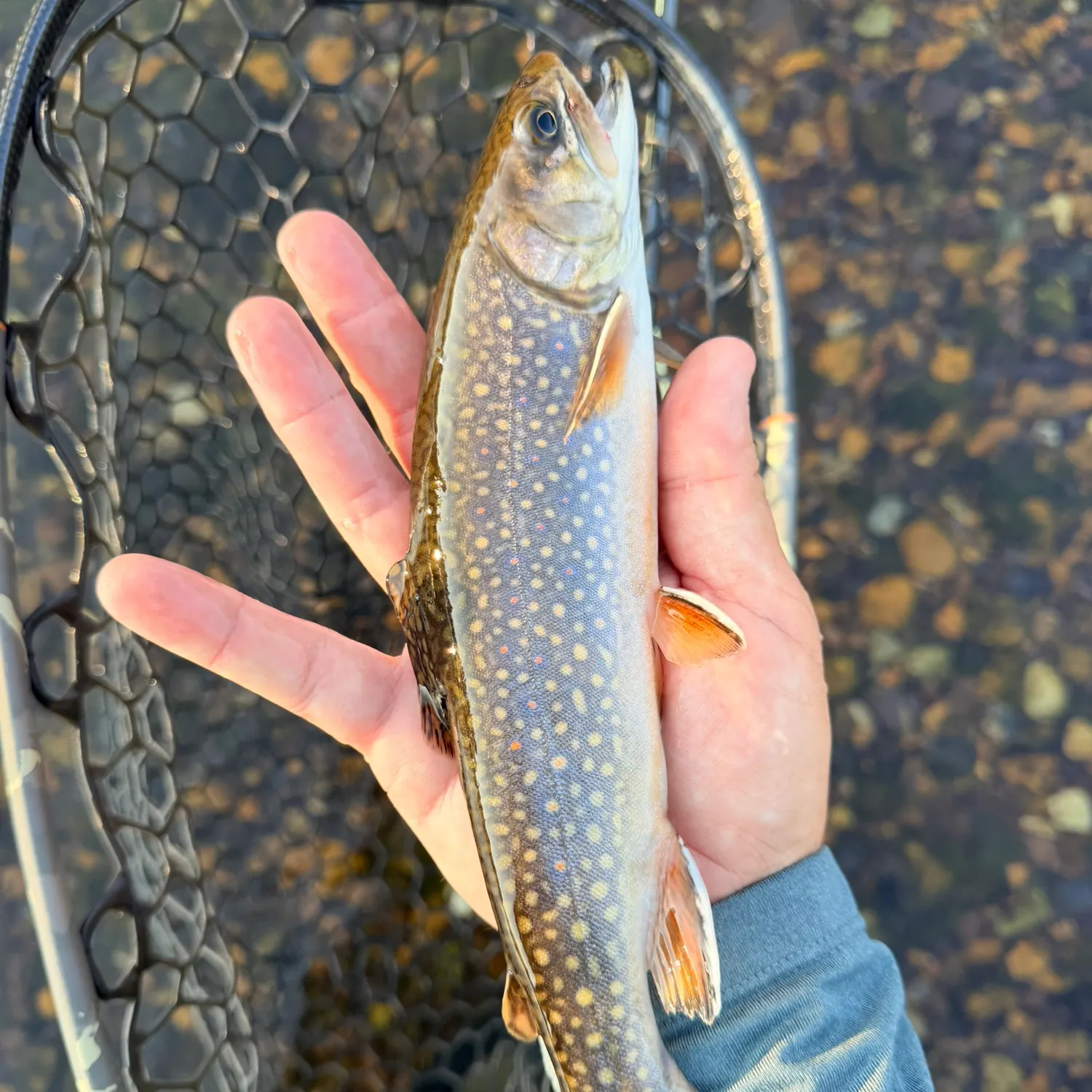 Brook trout caught on Fishbrain