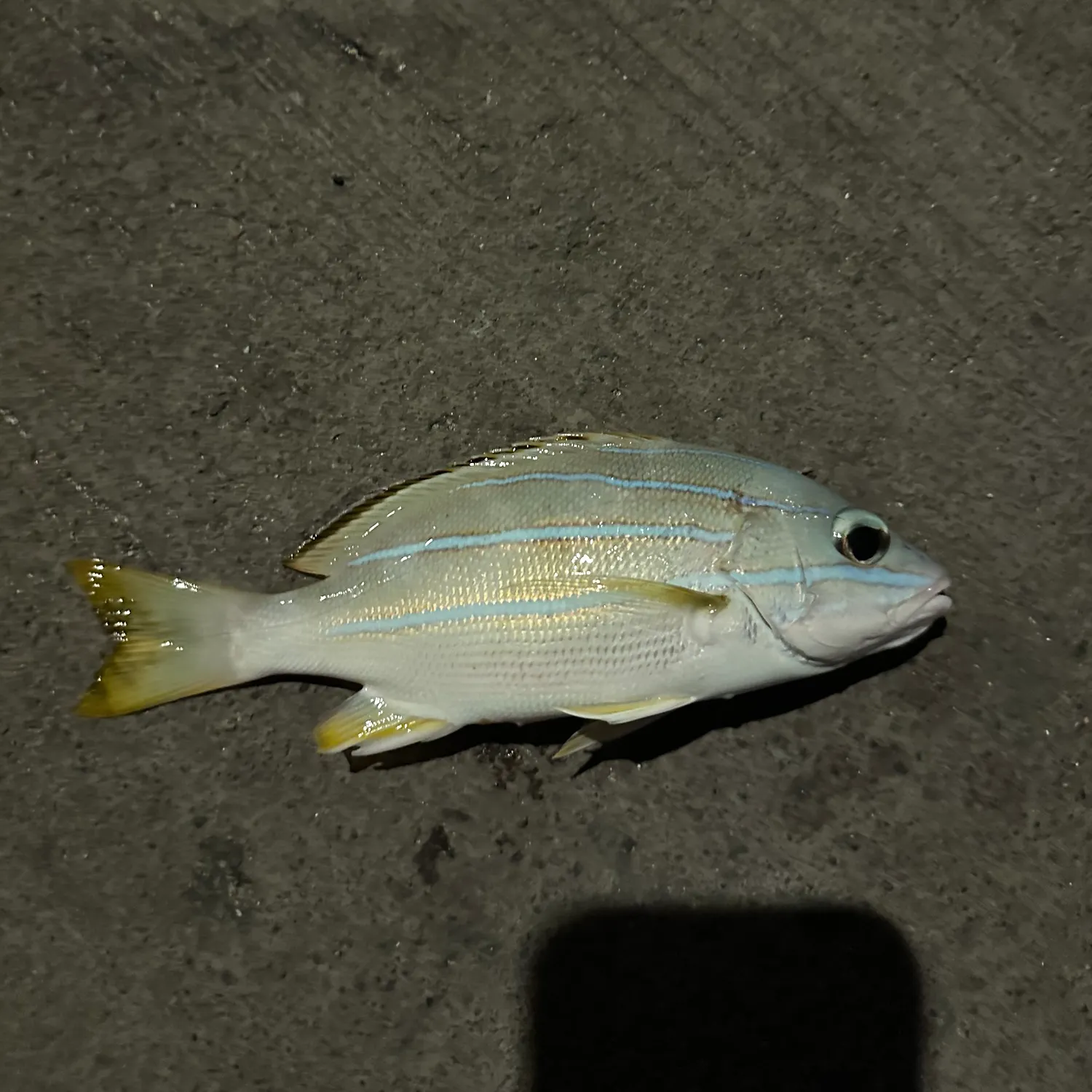 The most recent Common bluestripe snapper catches on Fishbrain