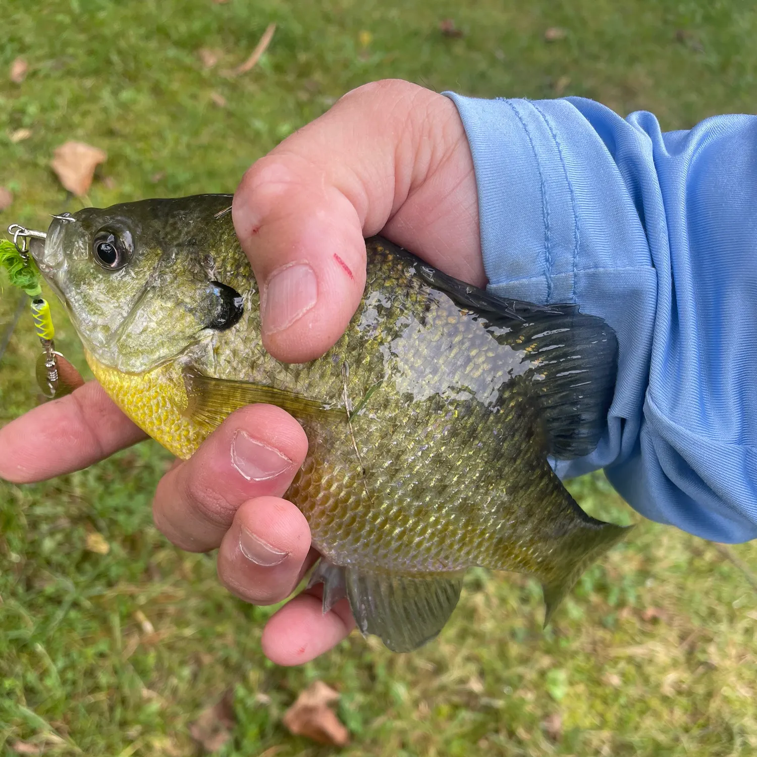 Bluegill caught on Fishbrain